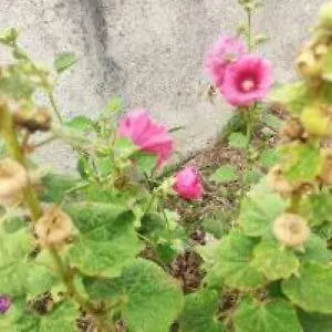 Les Hirondelles Apartment